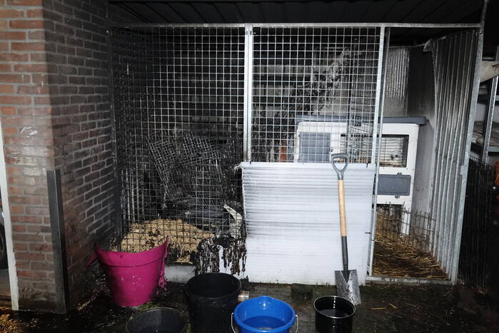 Konijnen overleven brand in hok niet