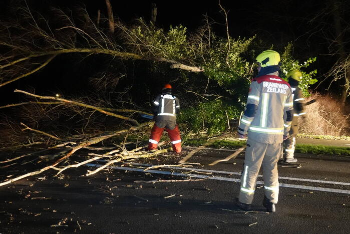 Automobilist ontwijkt ternauwernood een vallende boom