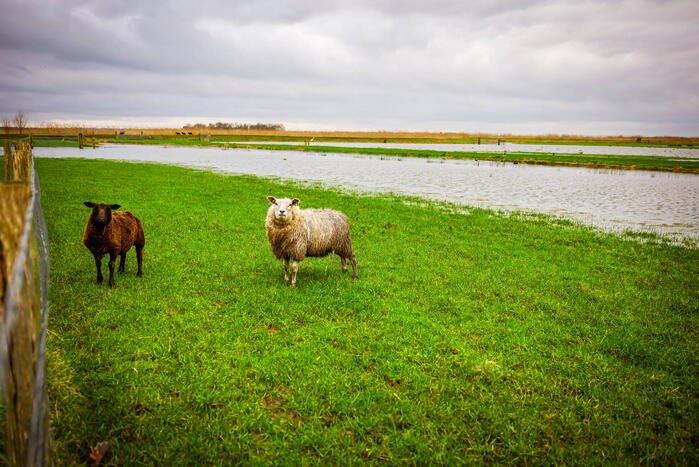 Hoogwater in de polder