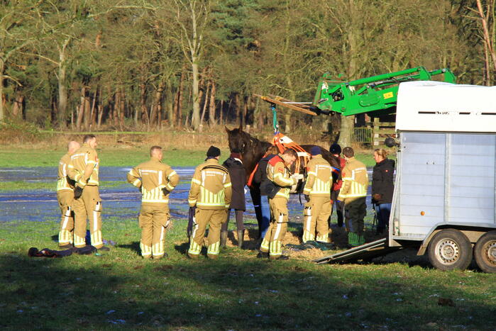 Brandweer ingezet voor een paard in nood