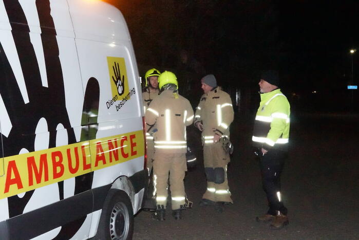 Eenden van het ijs gered door brandweer