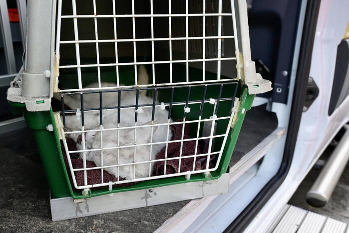 Hulpdiensten redden aangereden kat uit auto