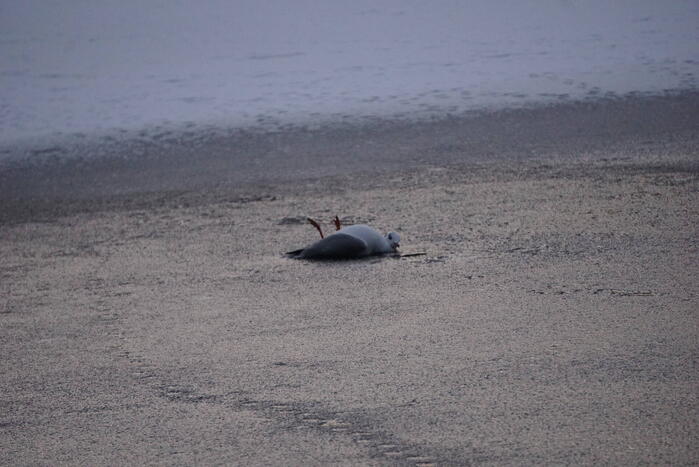 Pioenstraat 112 meldingen Groningen 