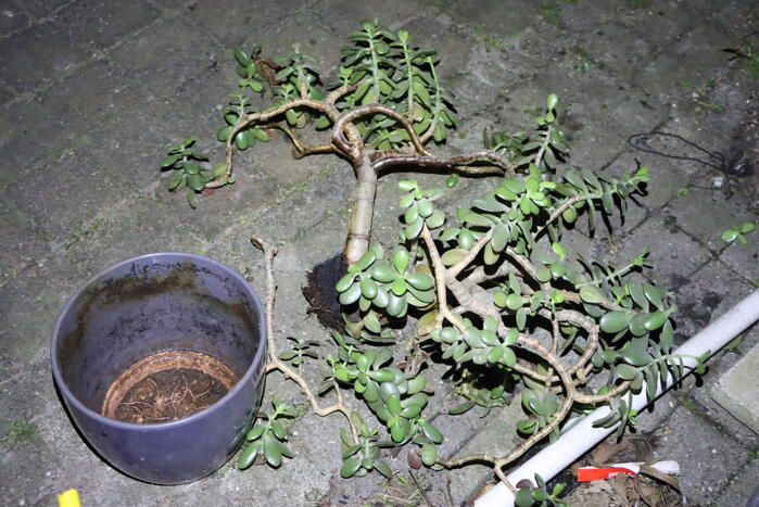 Brandweer ingezet voor brandende plant