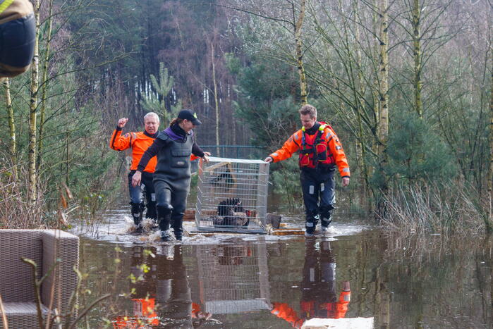 Dieren in de problemen door hoog water