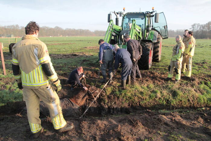 Brandweer ingezet voor een paard in de sloot