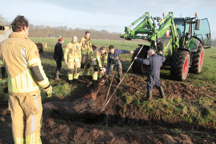 Brandweer ingezet voor een paard in de sloot