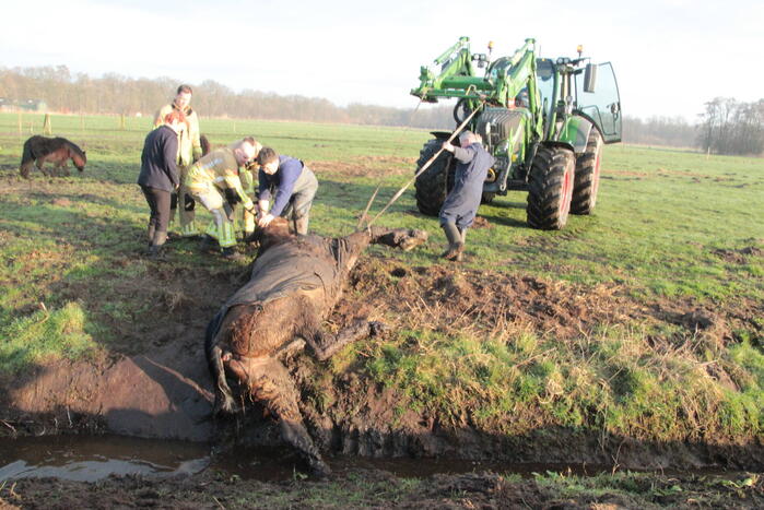 Brandweer ingezet voor een paard in de sloot
