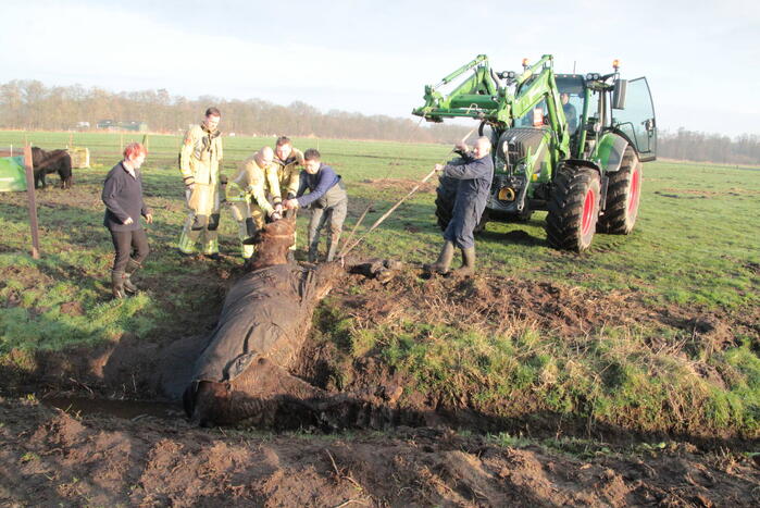 Brandweer ingezet voor een paard in de sloot