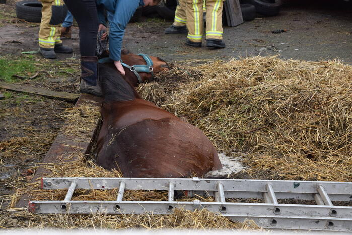 Brandweer ingezet voor paard in put