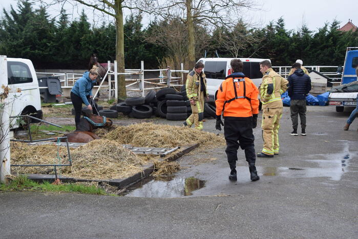 Brandweer ingezet voor paard in put