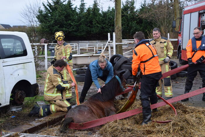 Brandweer ingezet voor paard in put
