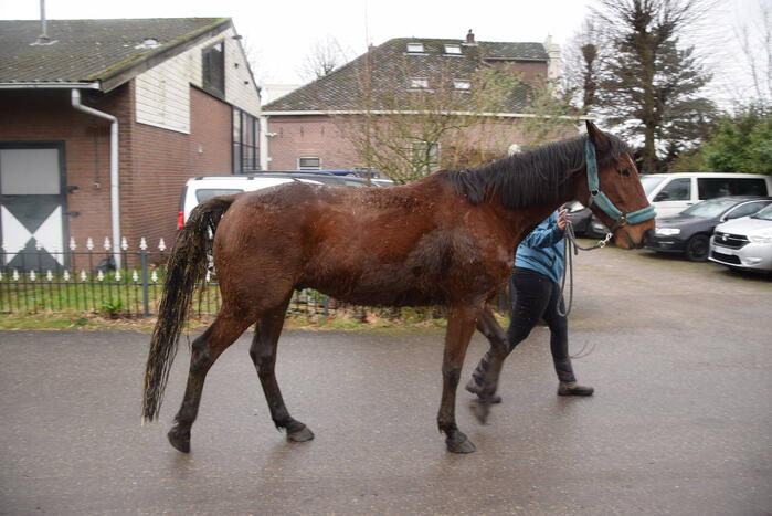 Brandweer ingezet voor paard in put