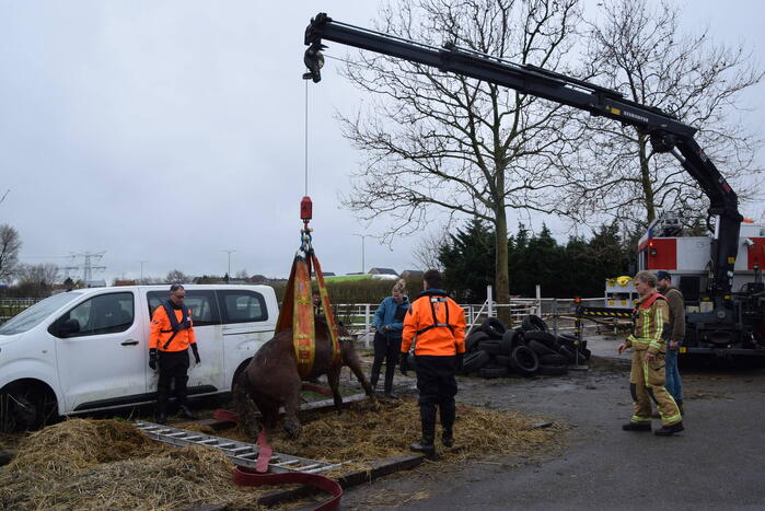 Brandweer ingezet voor paard in put