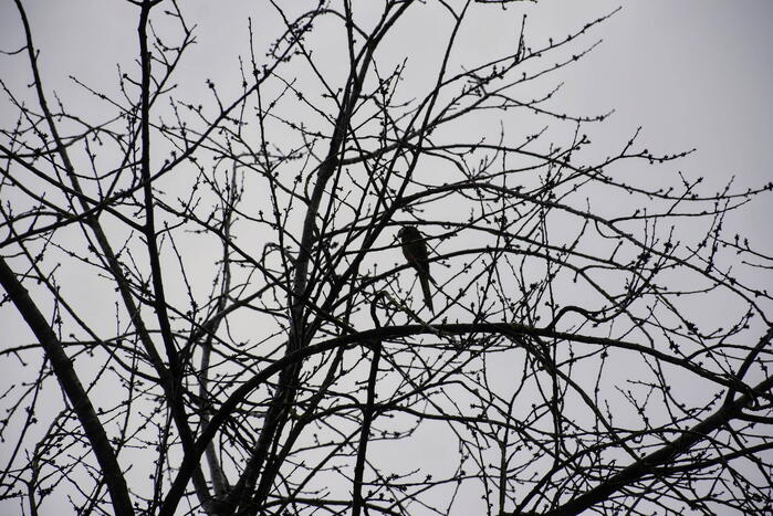 Papegaai Diva gaat ervandoor wanneer brandweer in actie komt