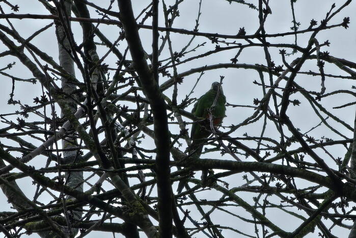 Papegaai Diva gaat ervandoor wanneer brandweer in actie komt