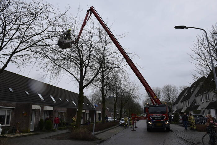 Papegaai Diva gaat ervandoor wanneer brandweer in actie komt
