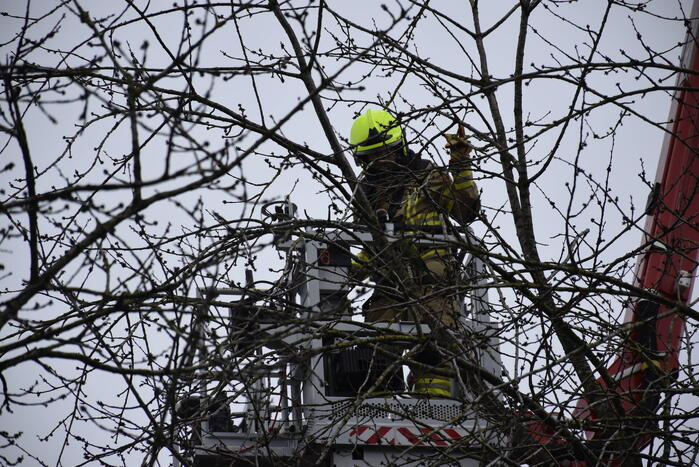 Papegaai Diva gaat ervandoor wanneer brandweer in actie komt