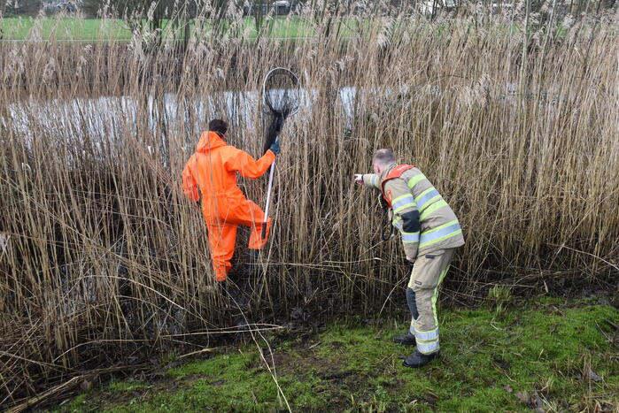 Mogelijk aangereden waterhoen houdt hulpdiensten bezig