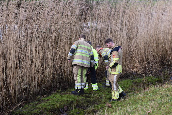 Mogelijk aangereden waterhoen houdt hulpdiensten bezig