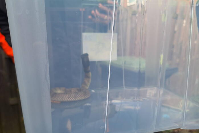 Giftige ontsnapt cobra eindelijk gevangen