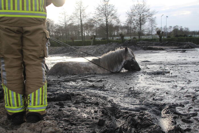 Paard muurvast in modderpoel