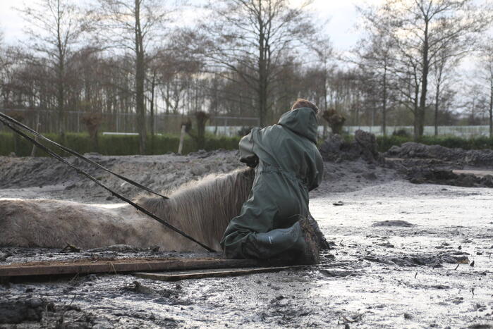 Paard muurvast in modderpoel
