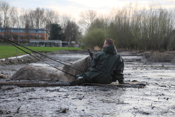 Paard muurvast in modderpoel
