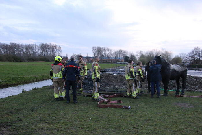 Paard muurvast in modderpoel