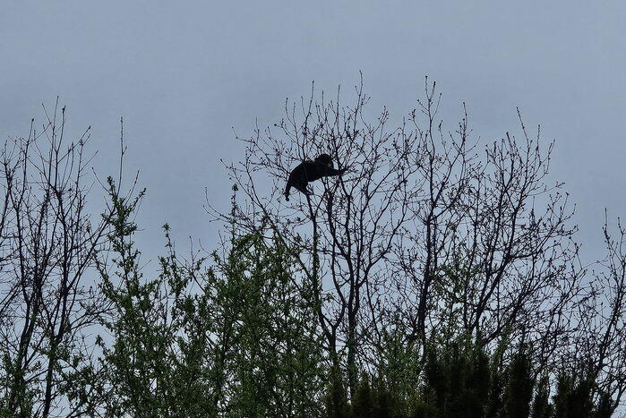 Brandweer schudt kat uit boom