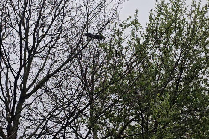 Brandweer schudt kat uit boom