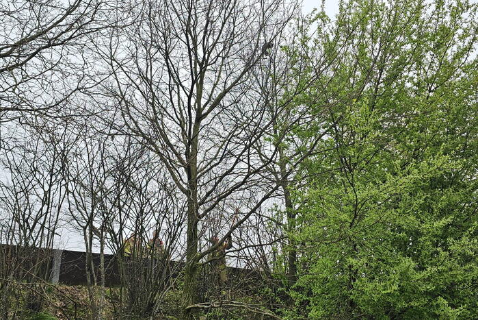 Brandweer schudt kat uit boom