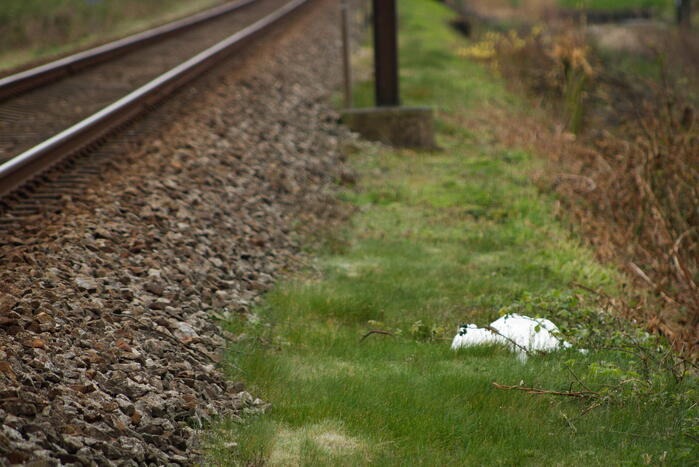 Dode zwaan zorgt voor hinder van treinverkeer