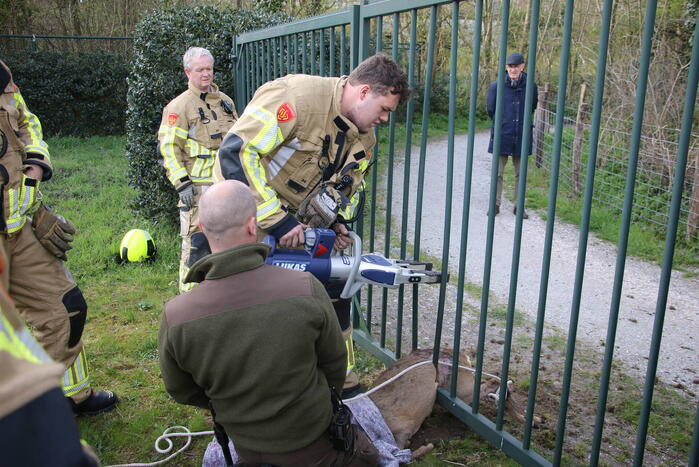 Brandweer bevrijdt vastzittend hert