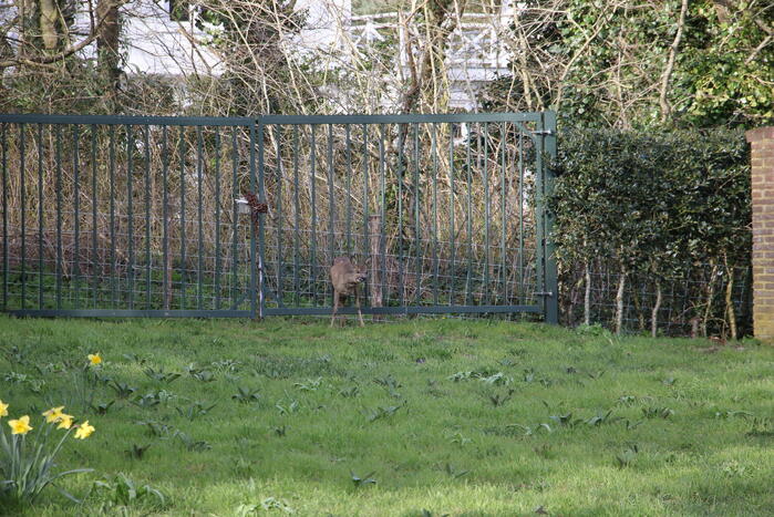 Brandweer bevrijdt vastzittend hert
