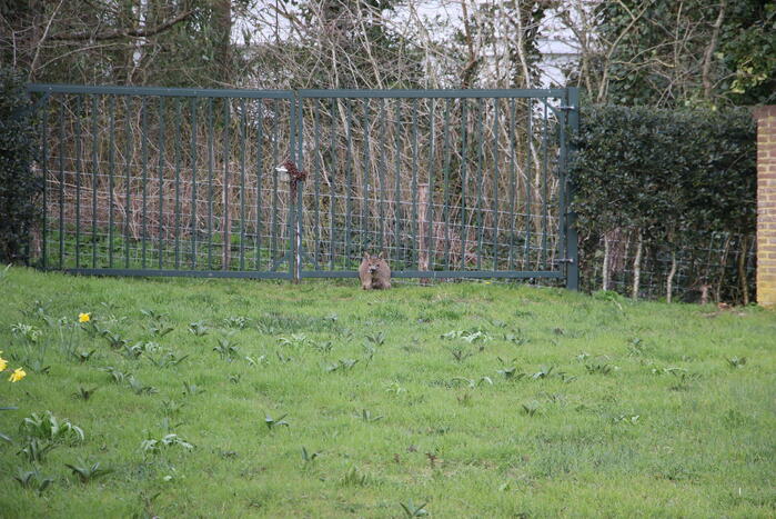 Brandweer bevrijdt vastzittend hert