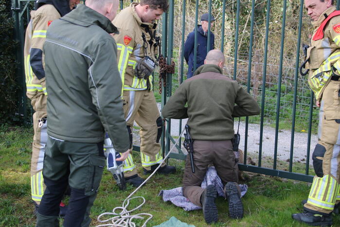 Brandweer bevrijdt vastzittend hert