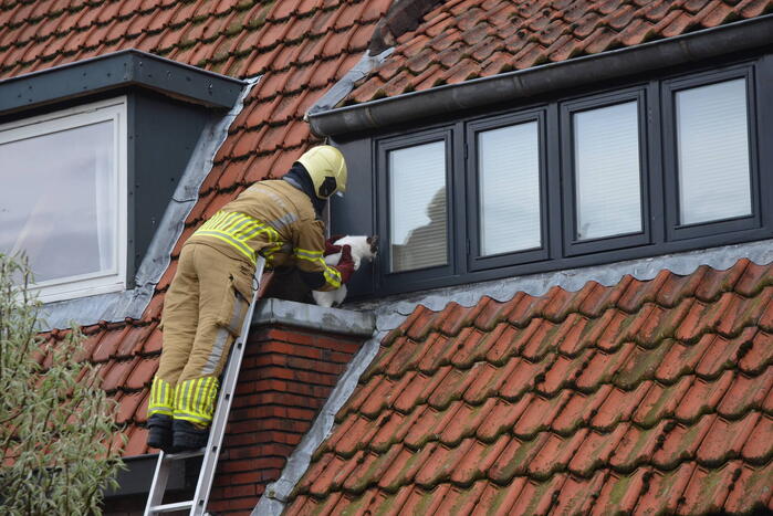 Brandweer redt kat Jessy van dak