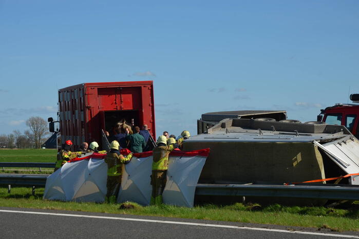 Koeien vast in gekantelde veewagen