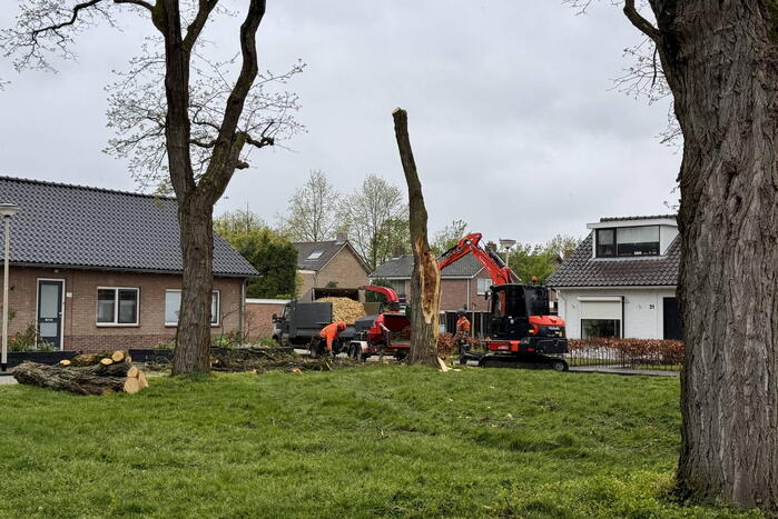 Boom breekt af na rukwinden
