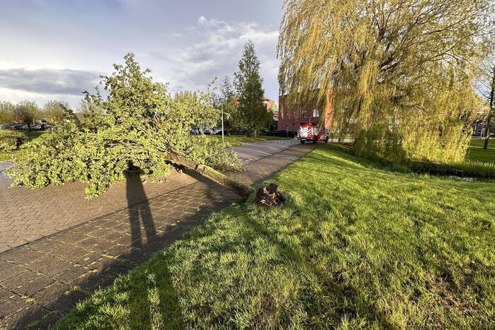 Omgewaaide boom belandt op weg