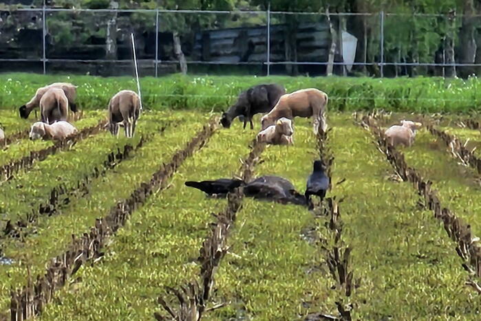 Wolf doodt opnieuw tientallen schapen