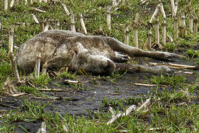 Wolf doodt opnieuw tientallen schapen