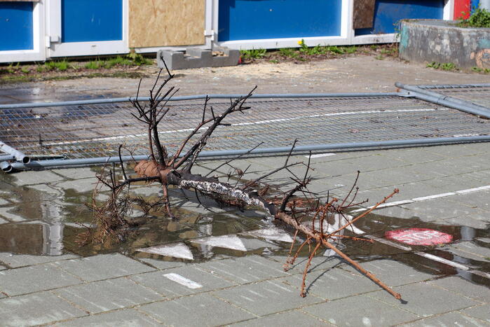 Brandweer blust brandende boom