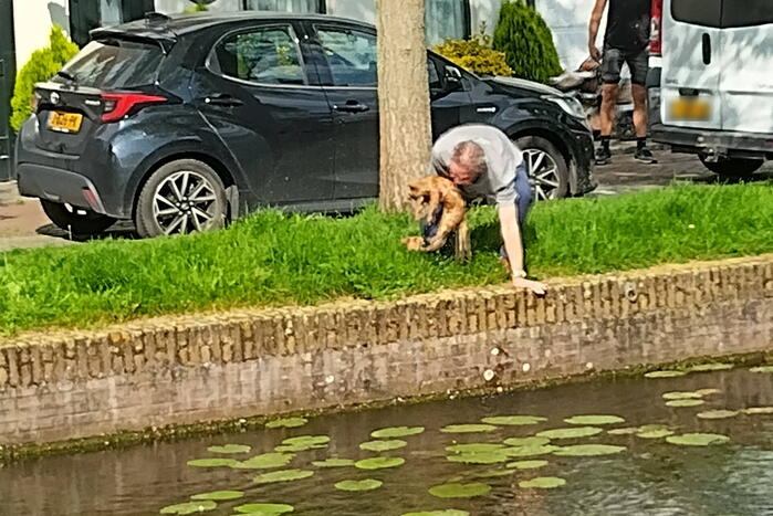 Kat Simba kiest hazenpad en belandt in water