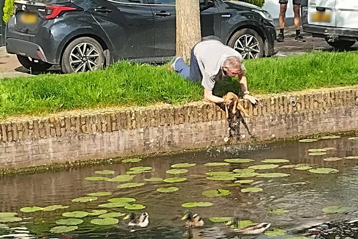 Kat Simba kiest hazenpad en belandt in water