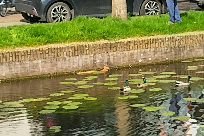 Kat Simba kiest hazenpad en belandt in water