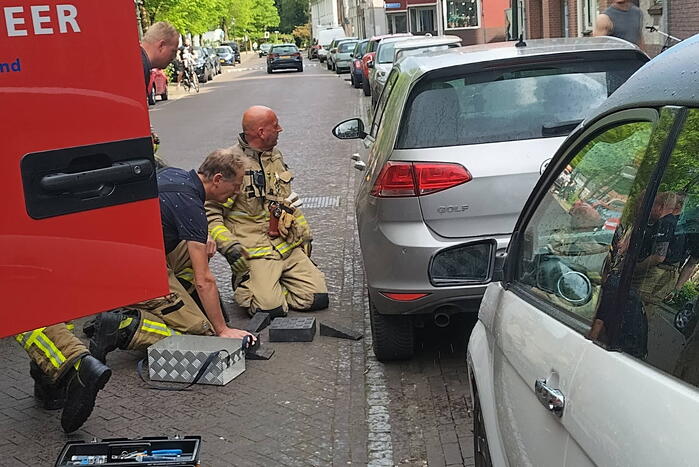 Kat Simba kiest hazenpad en belandt in water