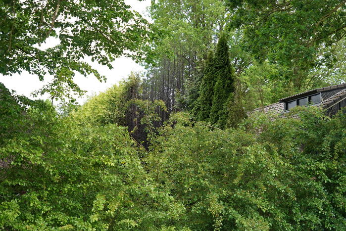 Flinke brand in coniferenhaag