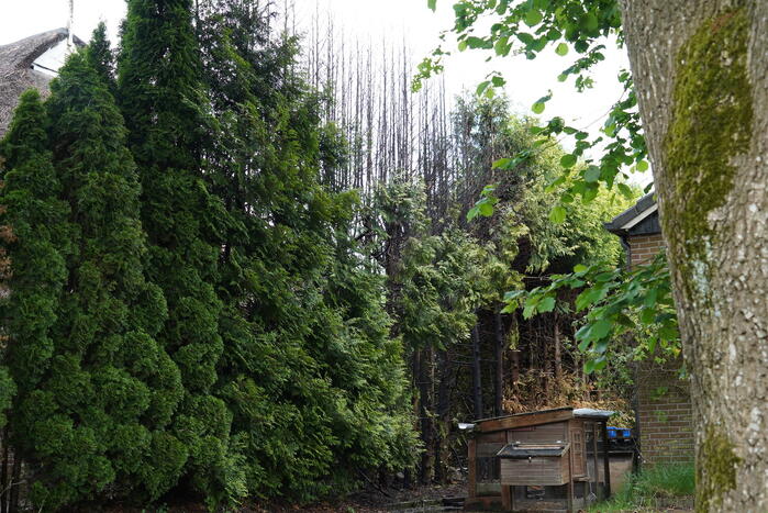 Flinke brand in coniferenhaag